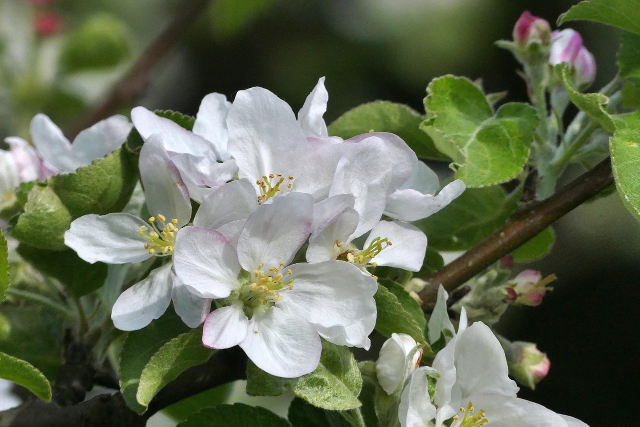 好一朵茉莉花，電視劇中的芬芳綻放與情感綻放。